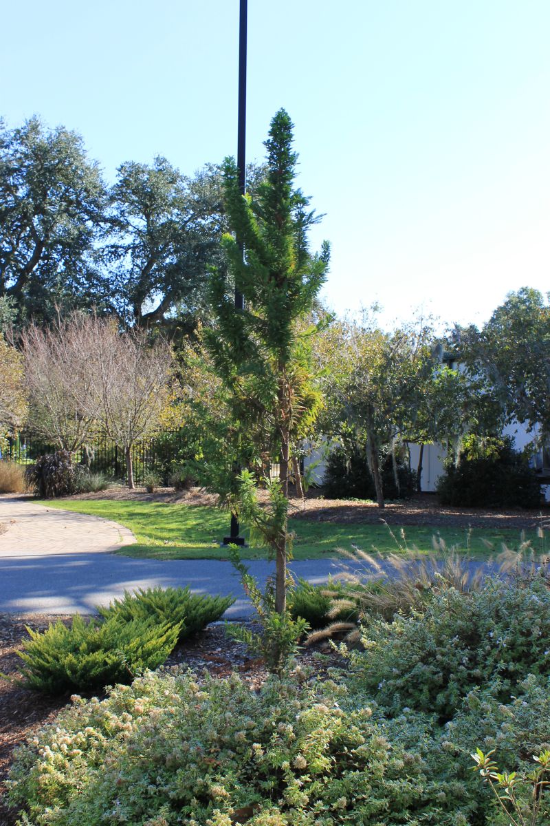 Peve Minaret Dwarf Bald Cypress